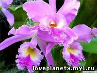 Красивые сказки о любви